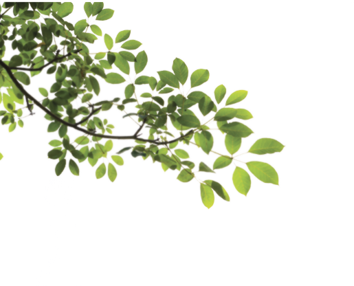 Branch Png - Tree Branch Png (515x416), Png Download