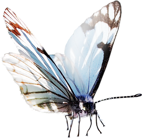 Watercolor Butterfly Png - Butterfly Fly Watercolor (500x485), Png Download