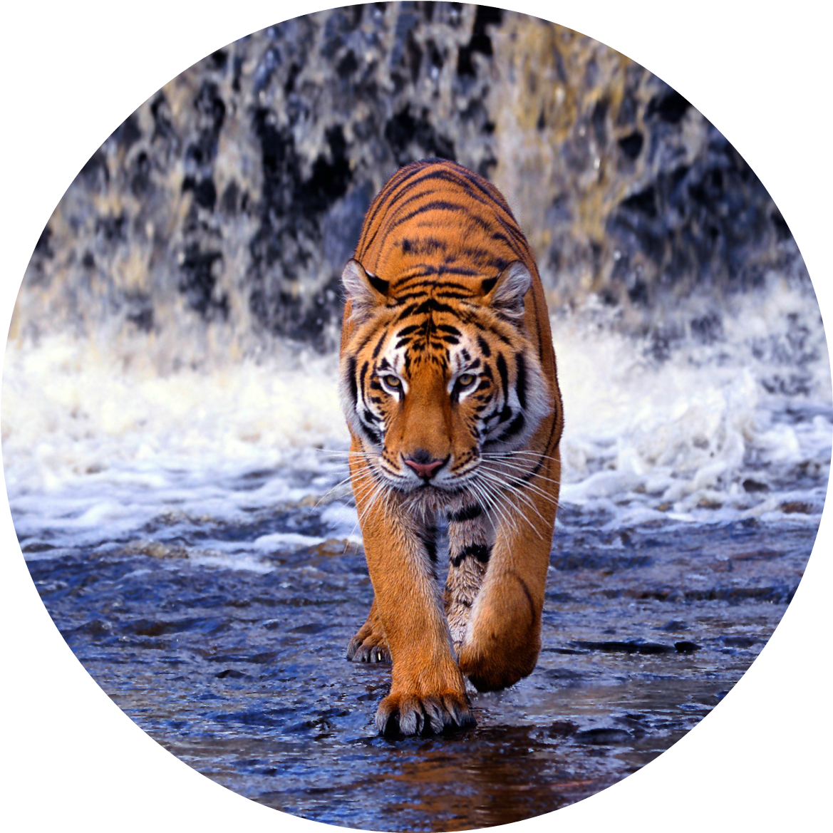 Bengal-tiger - Tiger Walking Images Hd (1274x1200), Png Download