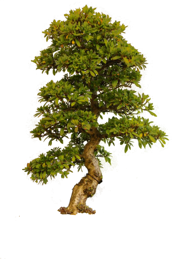 Old Tree Png - Png Árvore (780x1031), Png Download