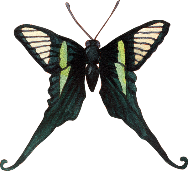 Watercolor Tropical Butterfly With Curled - Gallery Direct Butterflies Framed Graphic Art (600x548), Png Download