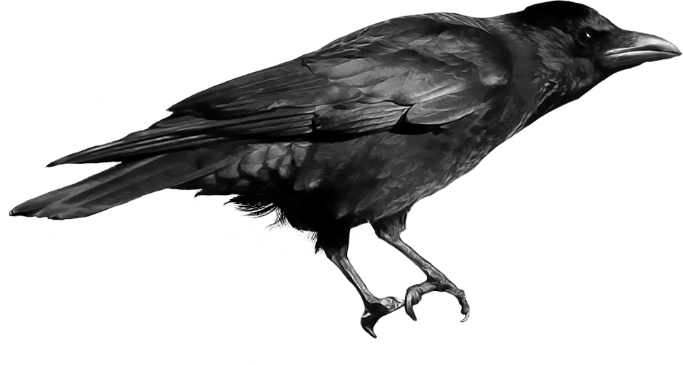 Black Crow - Crow In Png (966x517), Png Download