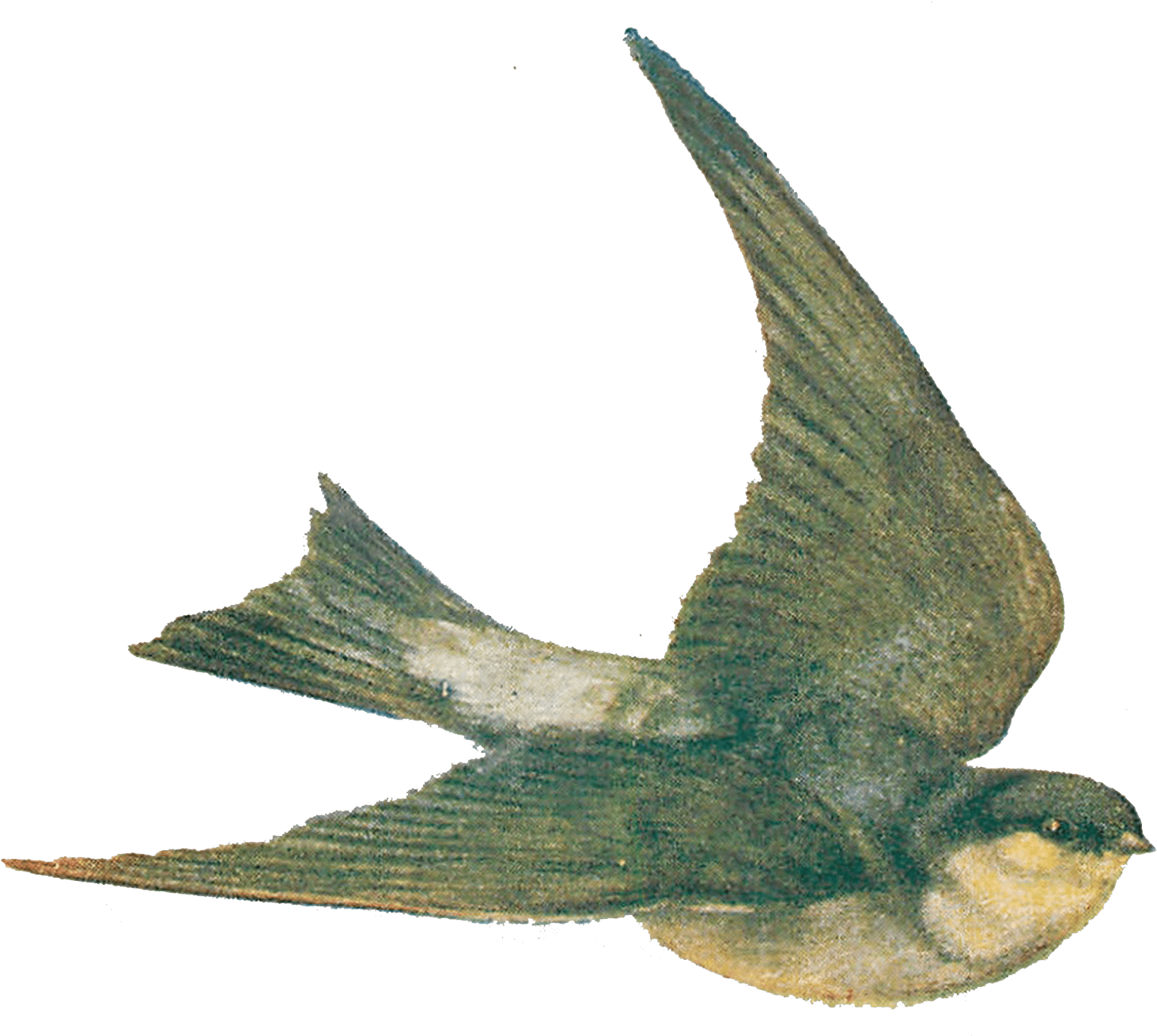 Vintage Bird Illustration - Illustration (1589x1356), Png Download