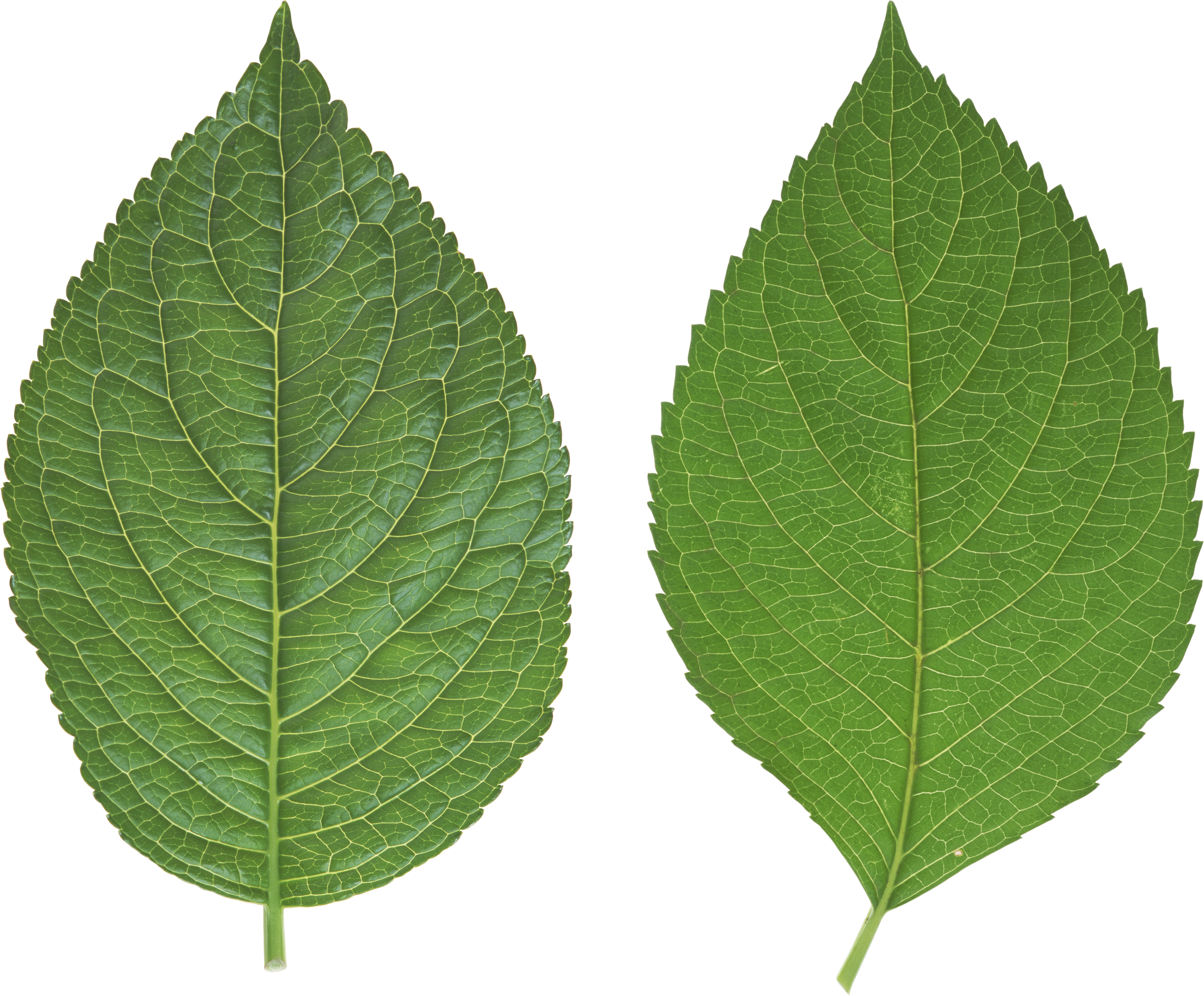 Cucumber Transparent Png Sticker - Birch Leaf Transparent Background (3201x2648), Png Download