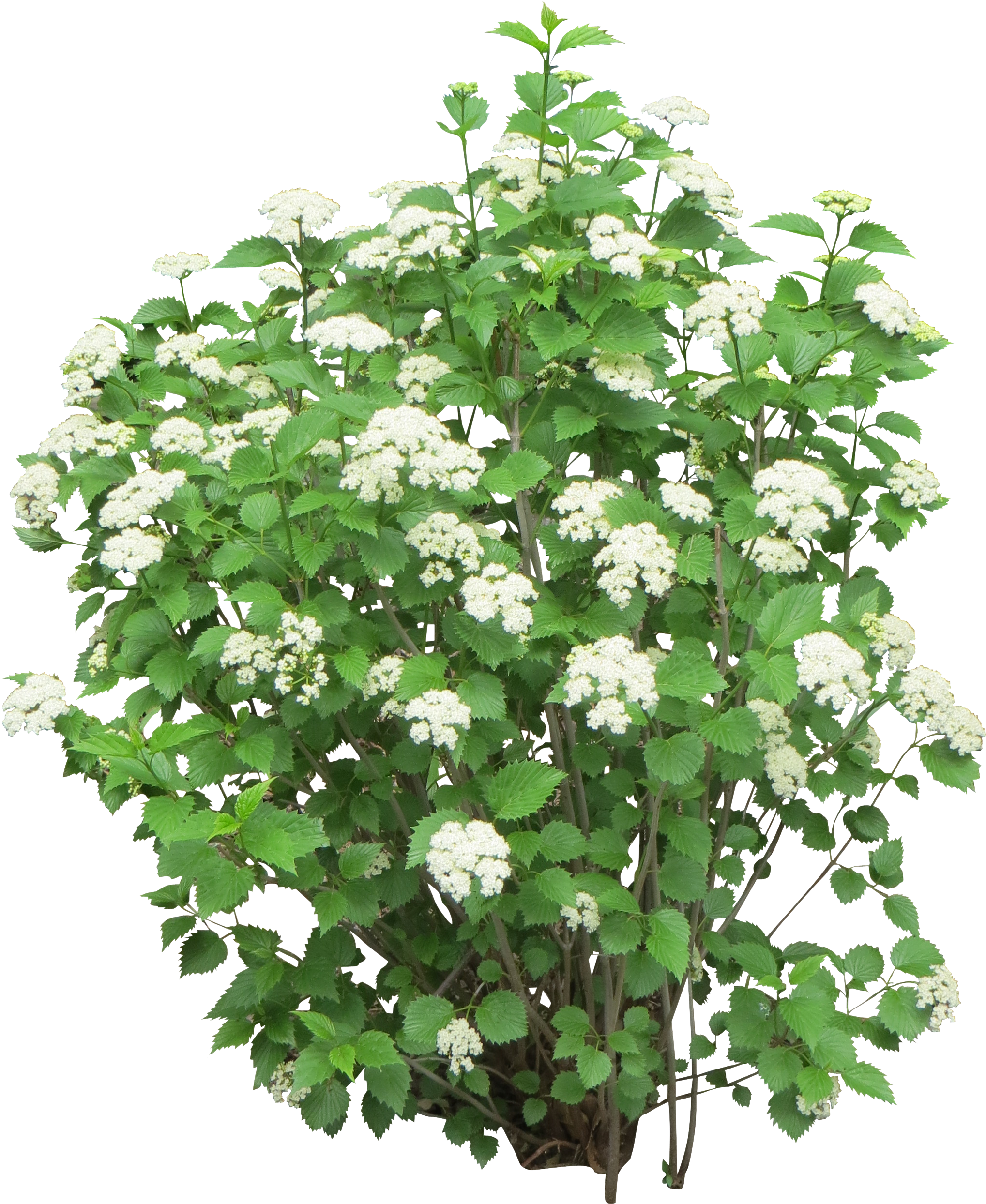 Bush Png Image - White Flower Bush Png (2527x2527), Png Download