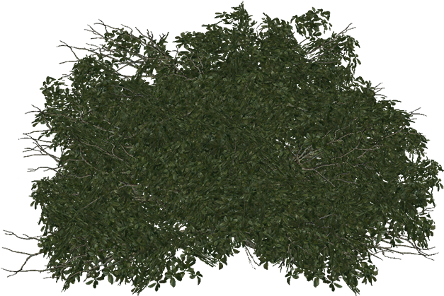 Bush - Library (700x698), Png Download