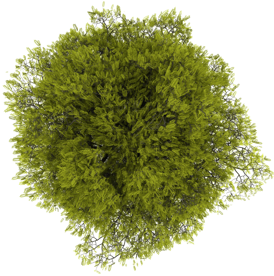 Download Tree Plan Png Free Download Tree Top View Free PNG Image Download Tree Plan Png Free Download Tree Top View Free PNG Image