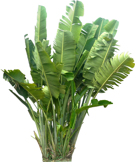 [ravenala01l ] Http - Tropical Plants Png (559x664), Png Download