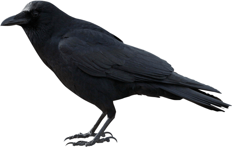 Free Png Crow Png Images Transparent - Crow Png (850x647), Png Download