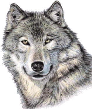 Cute Wolf Face Png Image - Wolf Face Drawing Colored (351x417), Png Download