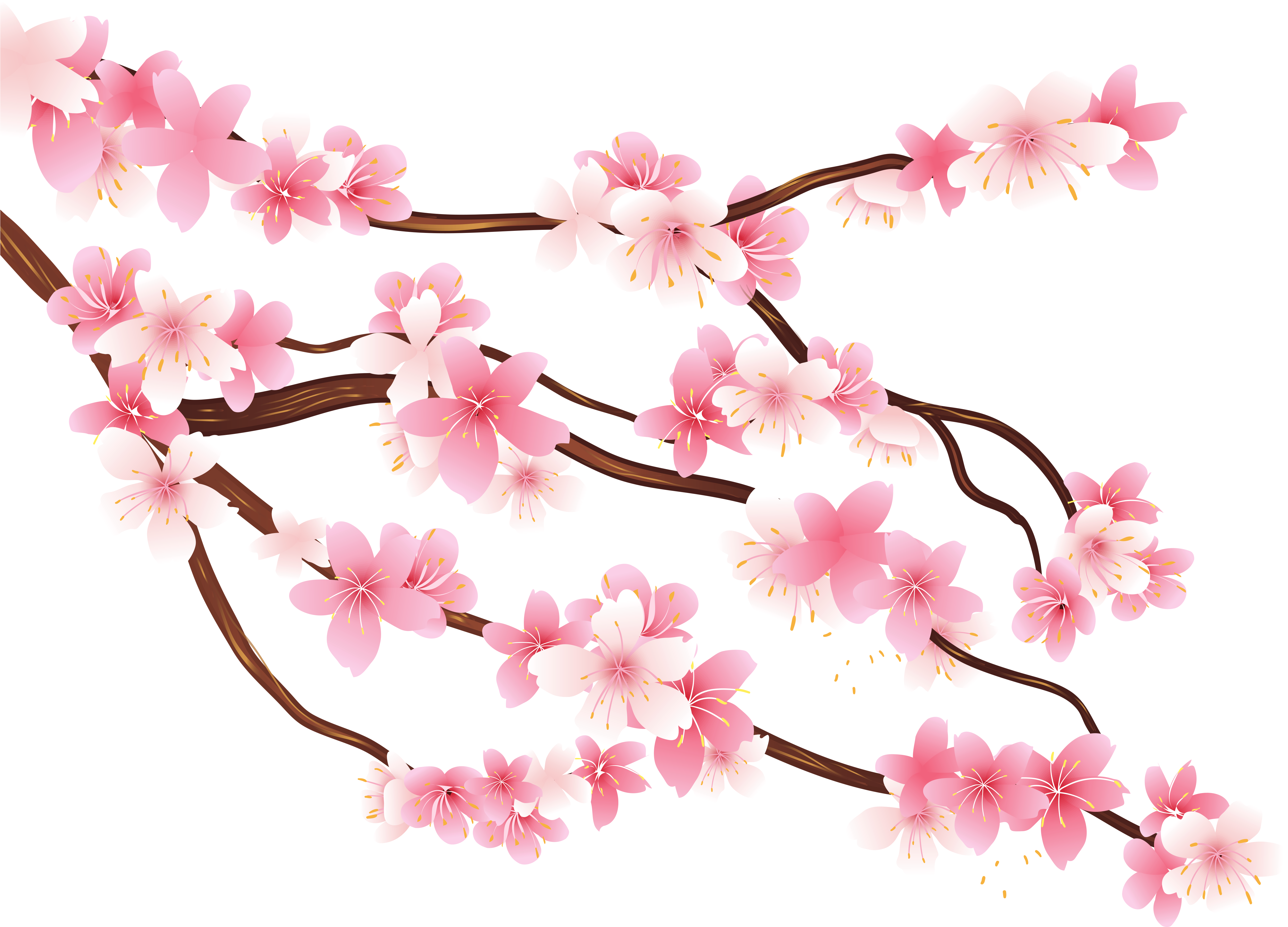 Branch Png (5090x3693), Png Download