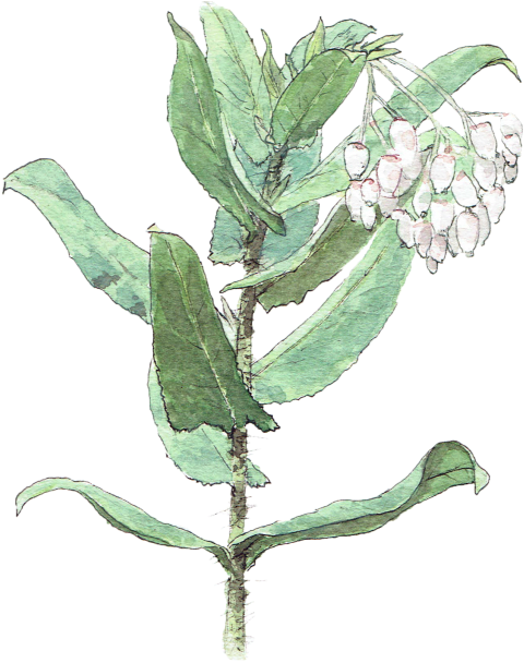 Illustrate Any Plant In A Realistic Watercolor Style - Arctostaphylos Andersonii (680x680), Png Download