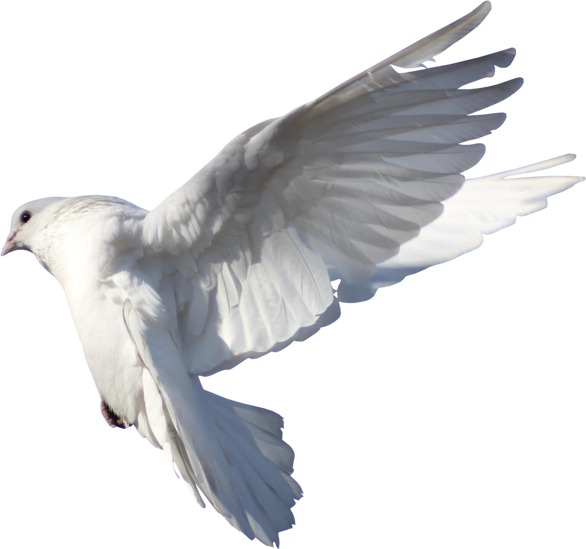 Vector Freeuse Stock Rock Columbidae Bird Flight Pigeon - Pigeon Fly Hd Png (3425x2480), Png Download