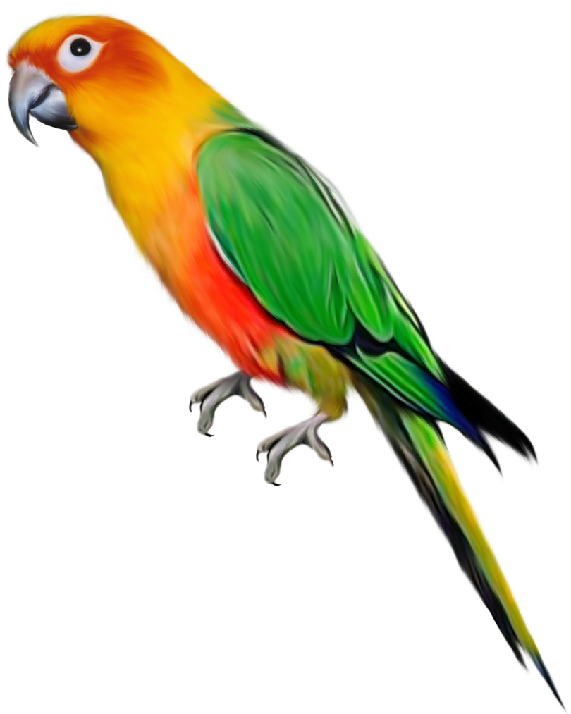 Parrot Transparent (828x1029), Png Download