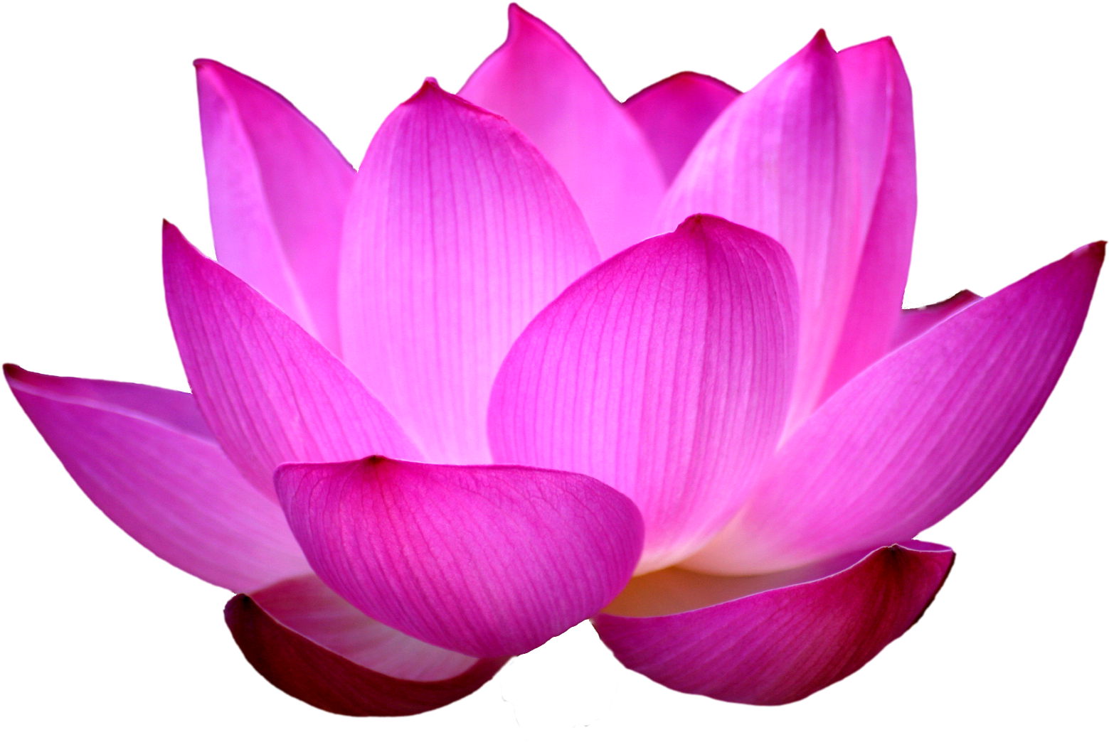 Blue Lotus Png - Lotus Flower Images Png (1598x1064), Png Download