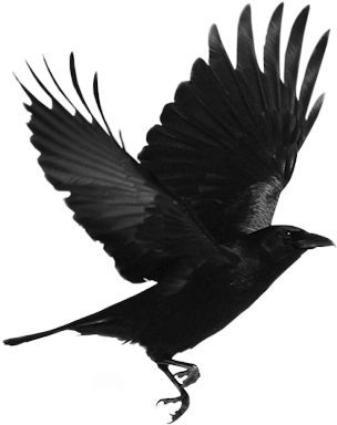 Crow - Flying Raven Png (334x400), Png Download