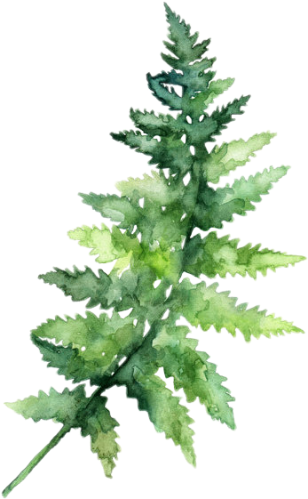 Report Abuse - Watercolor Leaves Png Transparent (347x561), Png Download