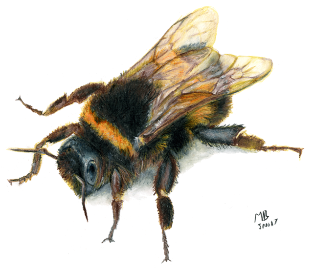Bee, Watercolour Pencil Drawing - Drawings Of Bees Transparent (650x549), Png Download