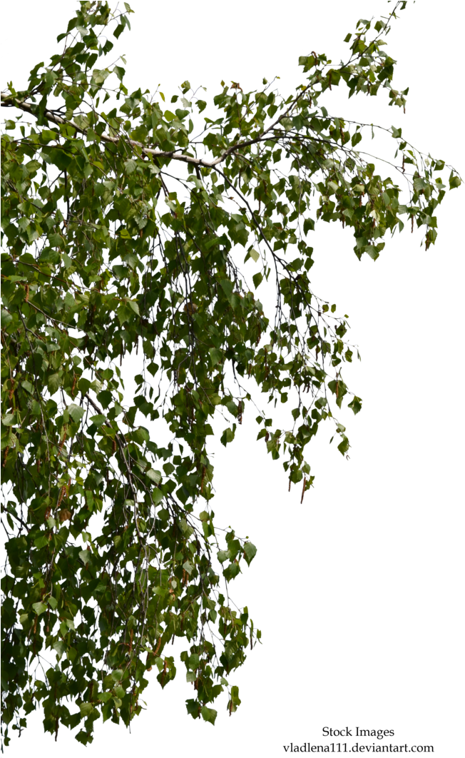 Birch Branch Png - Birch Tree Branches Png (720x1110), Png Download