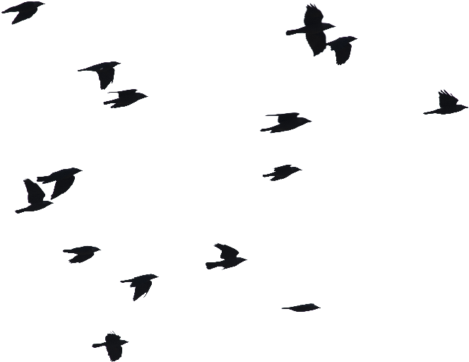 Birds Flying Png Image - Birds Flying Silhouette Png (800x600), Png Download