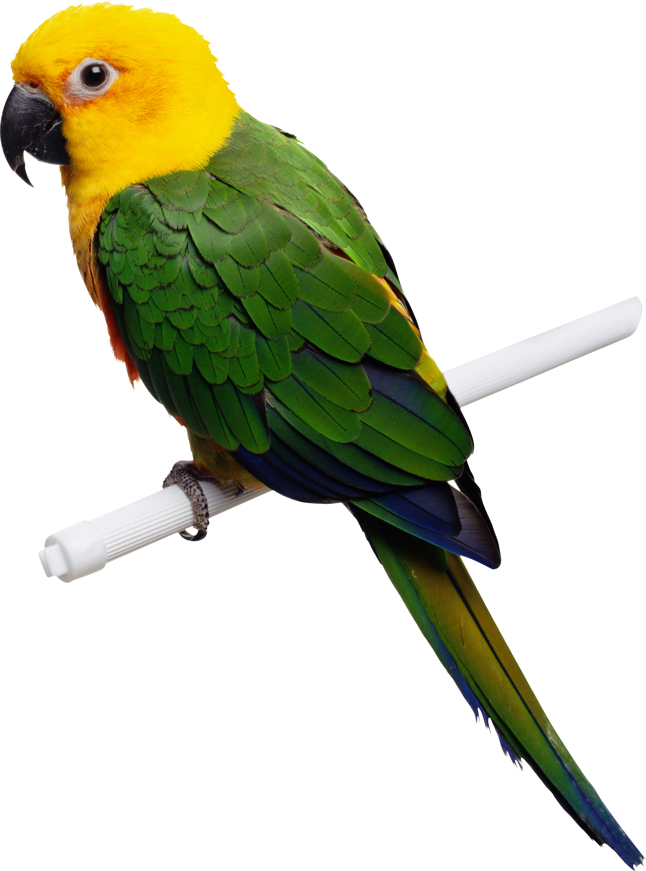 Green-yellow Parrot Png Images, Free Download - Parrot Png (2259x3048), Png Download