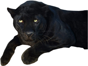 Download Panther Png Transparent Images - Black Panther Animal Png PNG  Image with No Background 