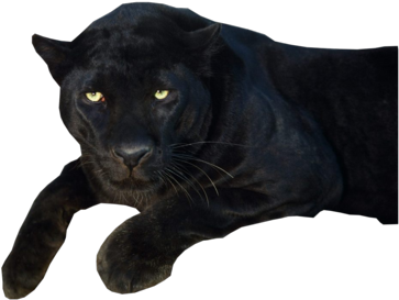 Download Panther Png Transparent Images - Black Panther Animal Png PNG Image with No Background Download Panther Png Transparent Images - Black Panther Animal Png PNG Image with No Background