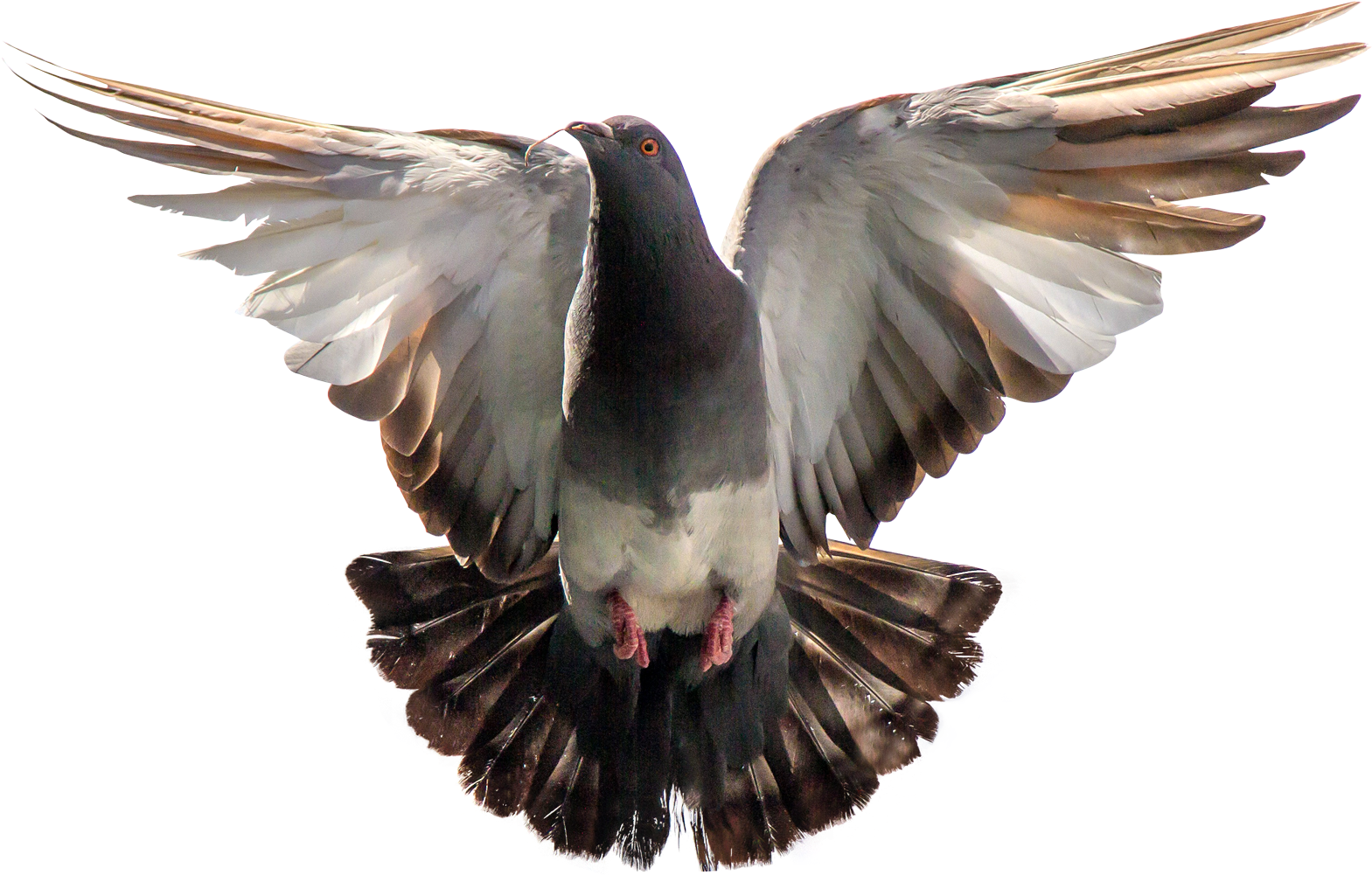 Download Dove Png Transparent Background Download - Pigeon Png PNG Image  with No Background 