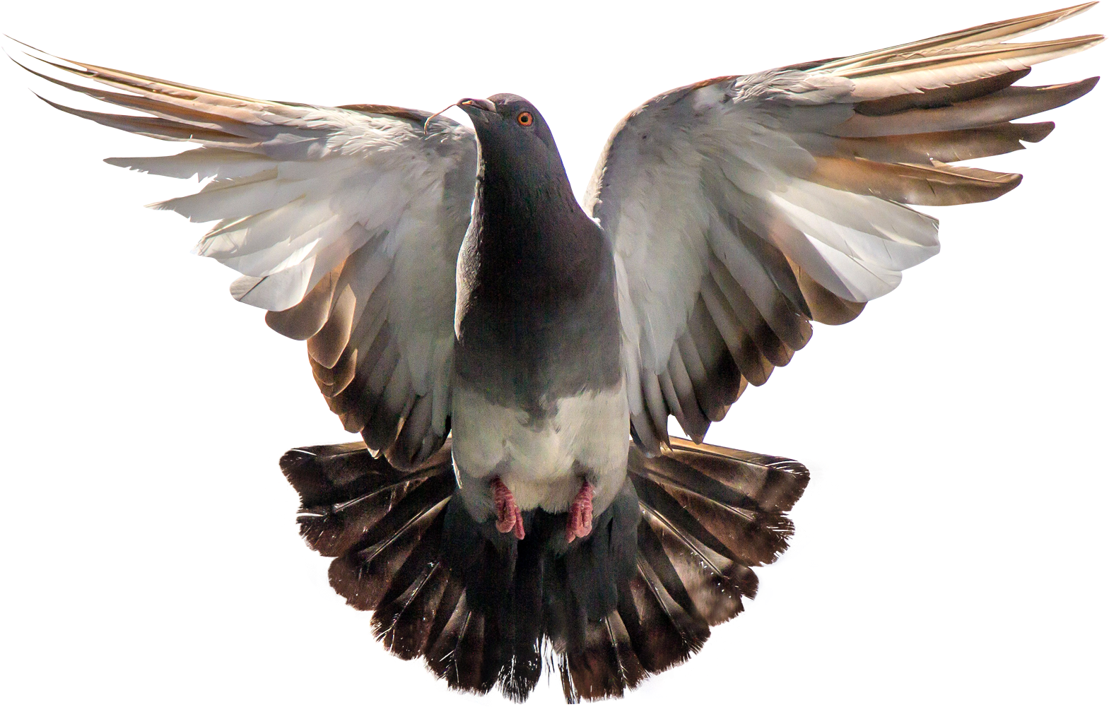 Dove Png Transparent Background Download - Pigeon Png (1634x1058), Png Download