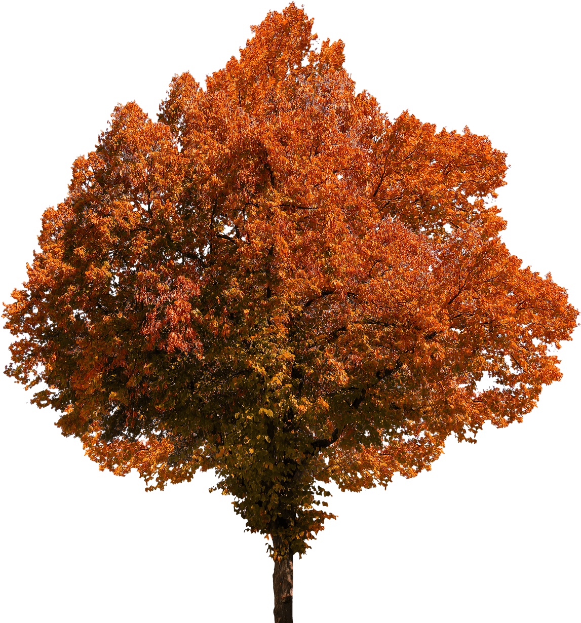 Deciduous Tree Png Clip Transparent Stock - Autumn Tree Transparent Background (1278x1280), Png Download