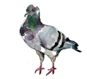 Clipart Download Objects - Pigeon Tumblr Png (500x275), Png Download