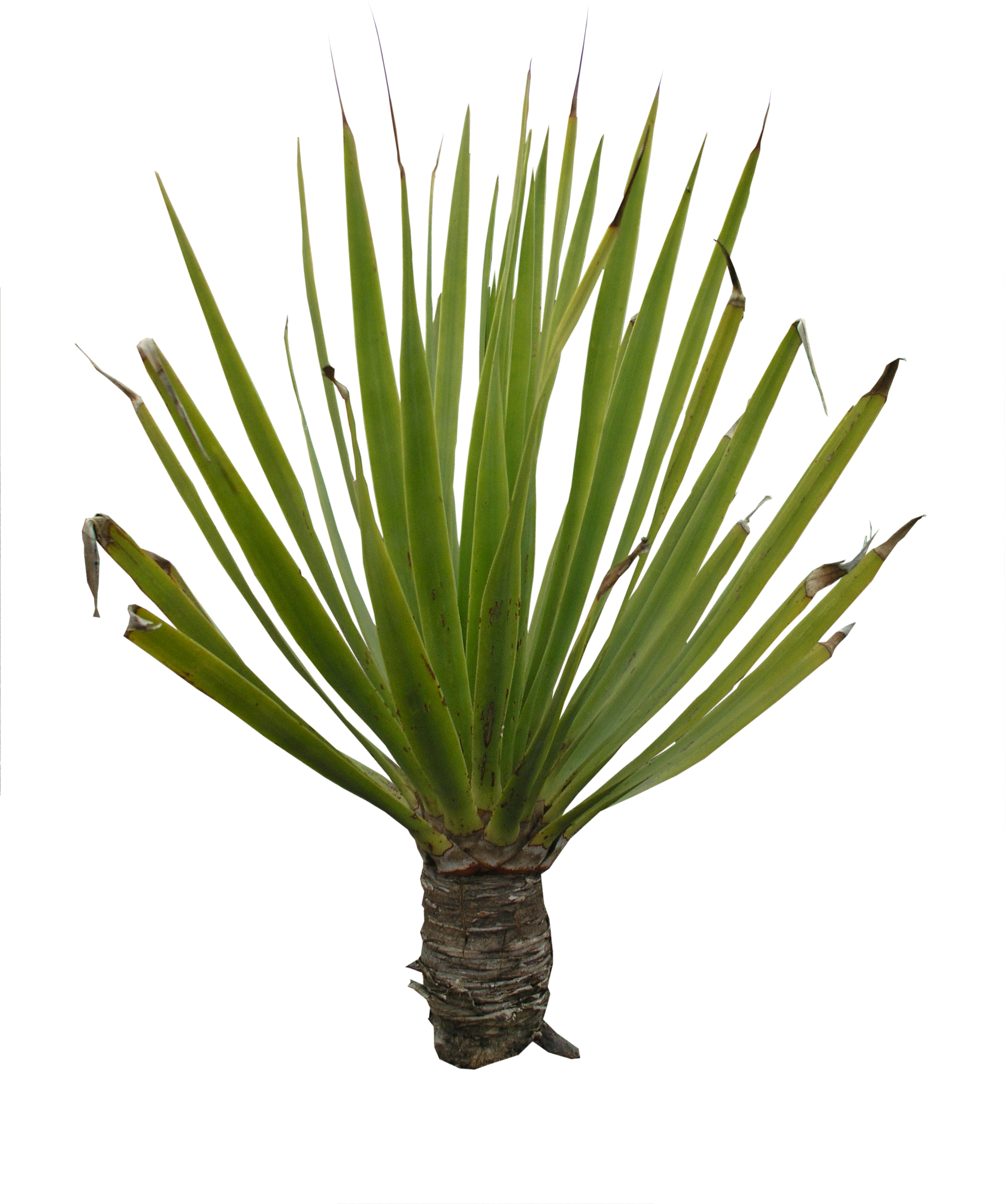 Plant Png Texture (1920x2299), Png Download