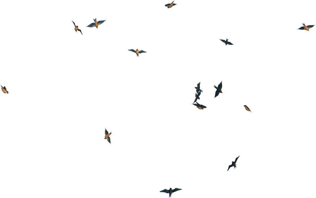 Flying Bird Png Image - Flying Birds Transpareng Png (1024x768), Png Download