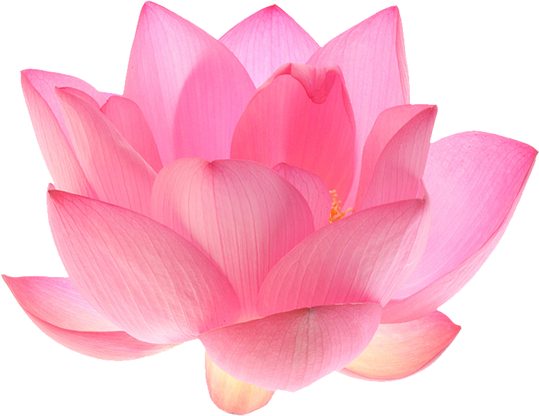 Lotus Flower Transparent - Lotus Flower Transparent Background (500x334), Png Download