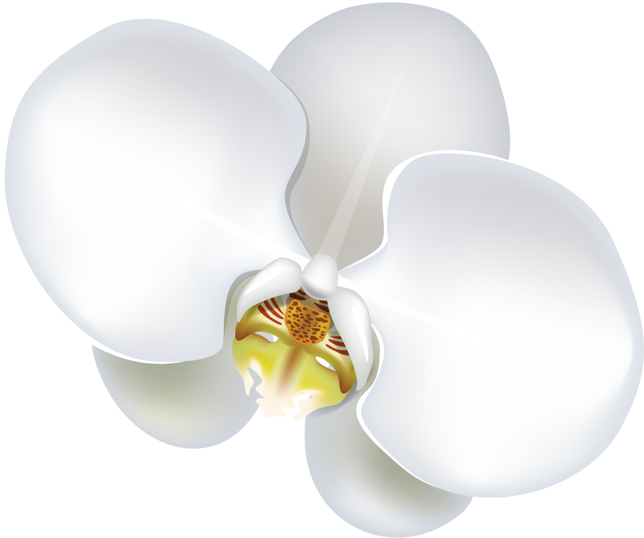 Orchid - Flower (1280x1071), Png Download