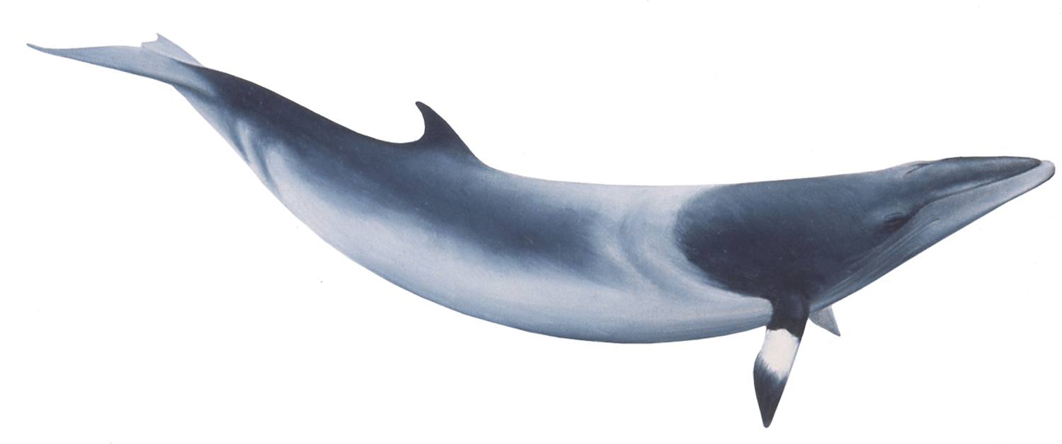 Download - Minke Whale Png (1500x628), Png Download