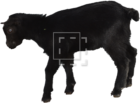 Parent Category - Black Goat Baby (450x450), Png Download