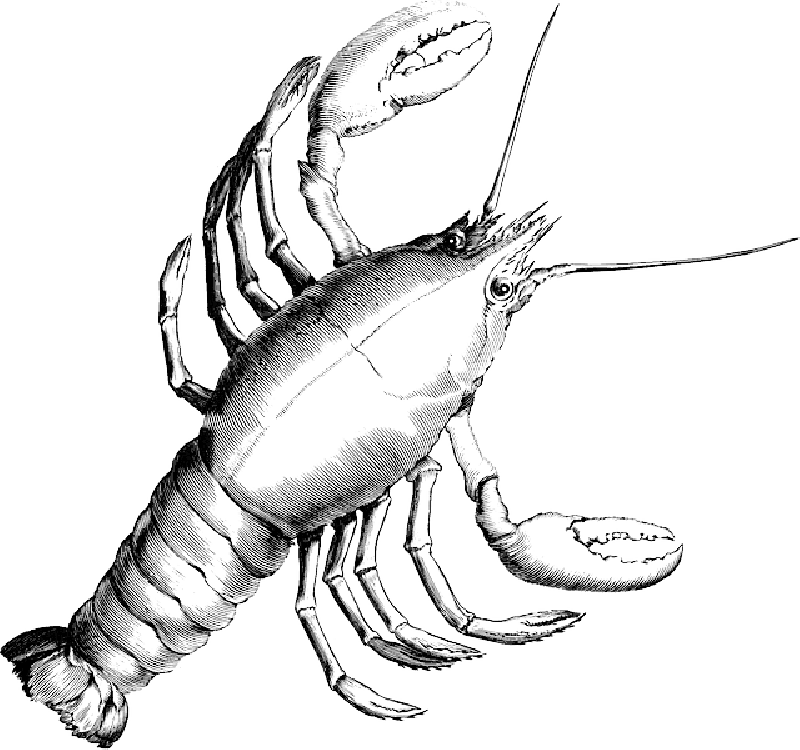 Clipart Library Library Lobster Crab Crustacean Shrimp - Draw Black And White Lobster (800x750), Png Download
