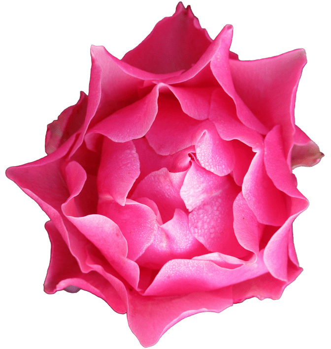 Autumn, Rose, Petals Free Image On Pixabay - Stock.xchng (671x720), Png Download