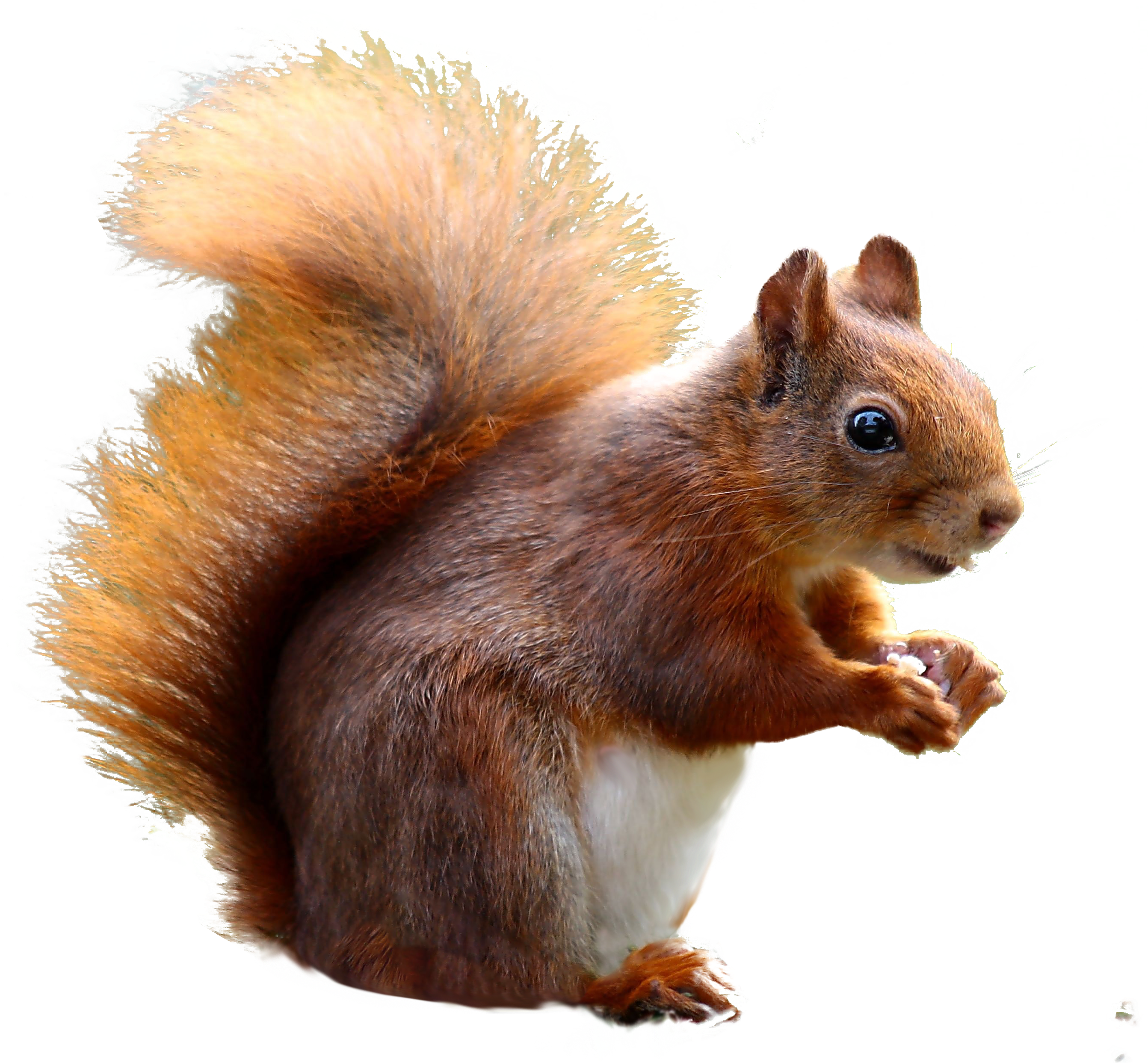 Squirrel Cute Png Image (3012x2682), Png Download