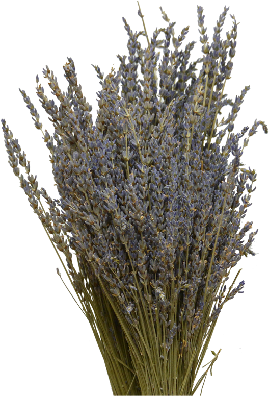 Lavender Lavender - Grass (591x800), Png Download
