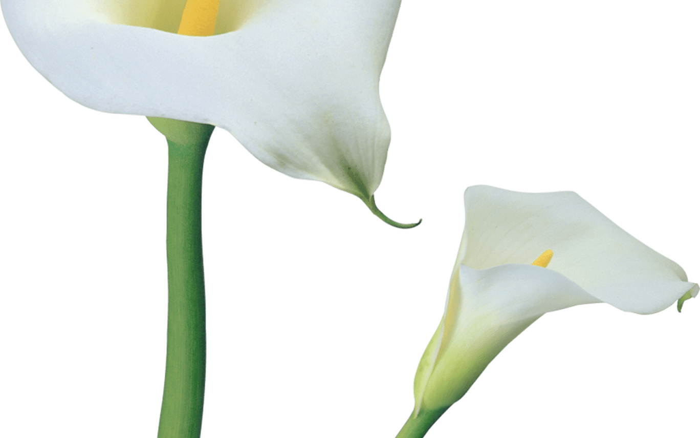 Transparent Calla Lilies Flowers Png Clipart Gallery - Clip Art (1368x855),...