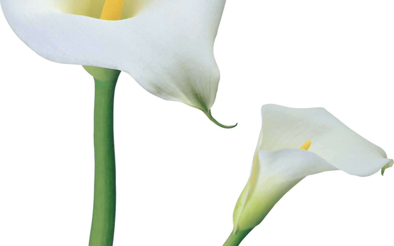 Transparent Calla Lilies Flowers Png Clipart Gallery - Clip Art (1368x855), Png Download