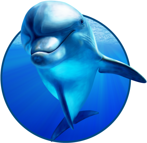 Dolphin Png - День Китов И Дельфинов (894x894), Png Download