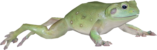 Frog - Australian Green Tree Frog (600x420), Png Download