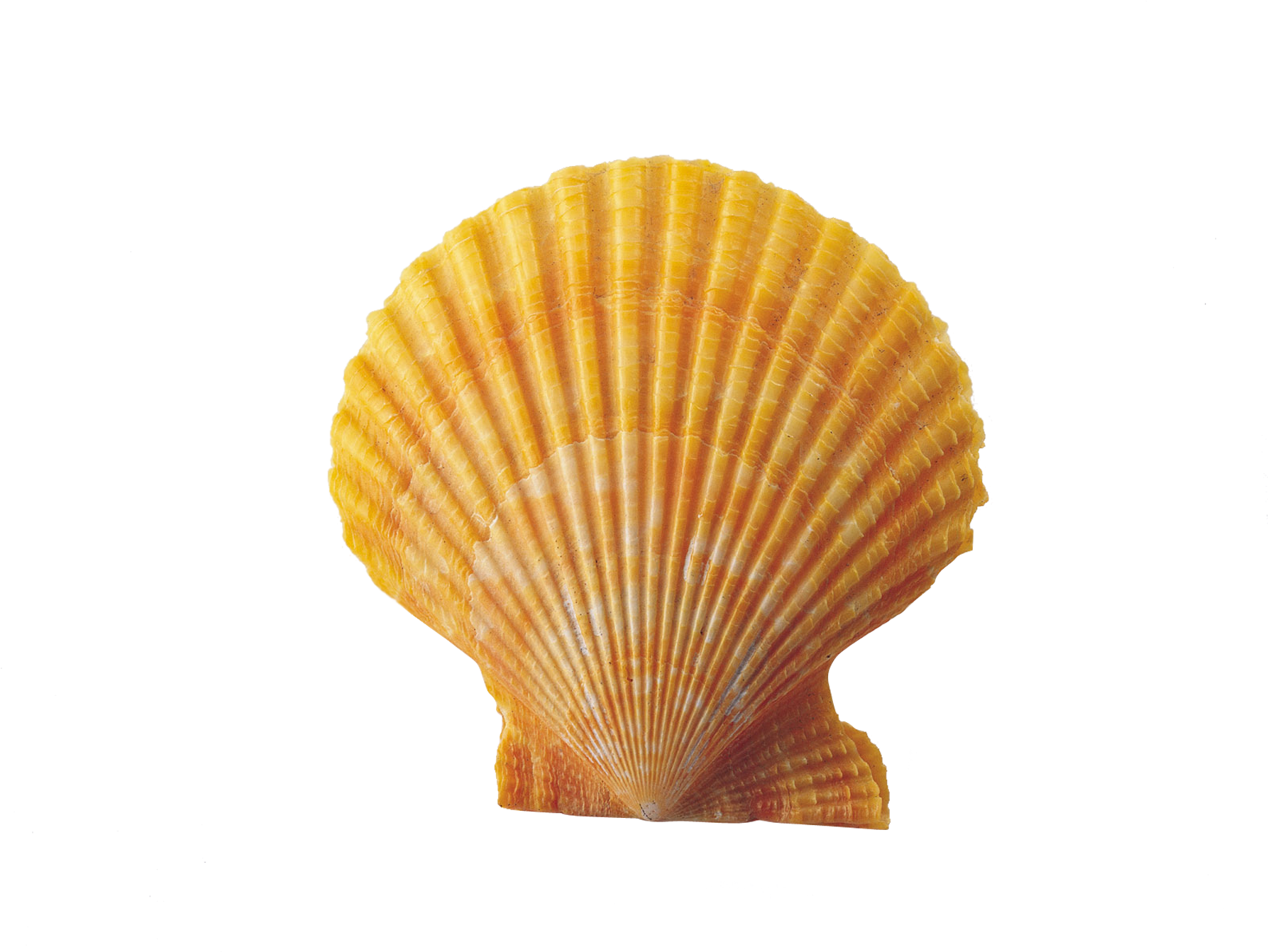 Clipart Resolution 1800*1350 - Shell Png Transparent (1800x1350), Png Download