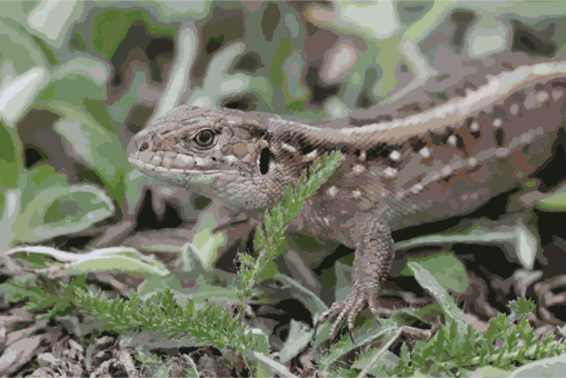 Sand Lizard Common Iguanas Reptile Dragon Lizards - Sand Lizard (509x340), Png Download