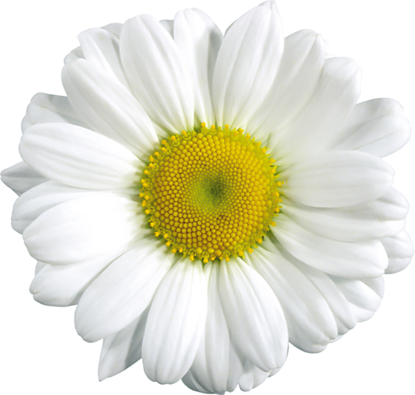 White Camomile Flower - Daisy Clipart (500x477), Png Download