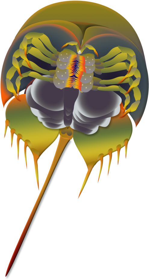 Horseshoe Crab Flattened (1000x1000), Png Download