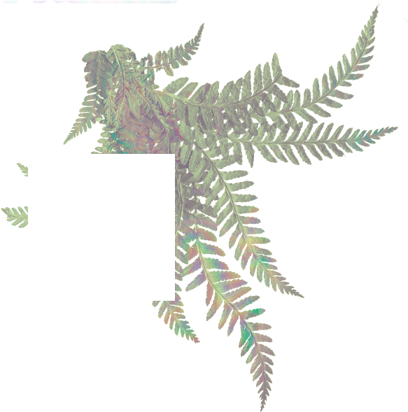 Sitka Spruce (589x595), Png Download